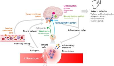 Frontiers | Neuro-Inflammatory Response And Brain-Peripheral Crosstalk ...